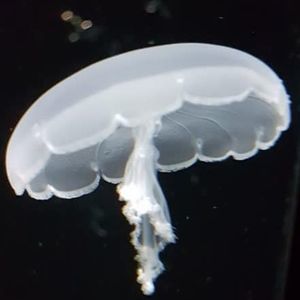 Meet your Posher, Kaylee